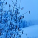 Winter im Frühling
