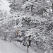 Schnee am Bachtel