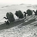 Karawane in Afghanistan. Quelle: Herbert Mäder, 1960-er Jahre