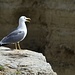 the Seagle am "meckern"...