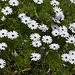 Spanische Gänseblümchen in Portugal...