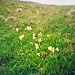 Schlüsselblumen - ist das etwa schon die Schlüsselstelle?