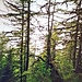 Es geht durch den Wald