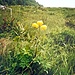 Herrlich! Bergfrühling!