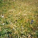 Herrliches Blumenmeer
