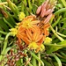 Orange Bulbine