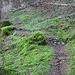 dann zweigt ein Pfad nach rechts ab, der querend bergwärts führt