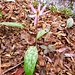 Erythronium dens-canis L.<br />Liliaceae<br /><br />Dente di cane, Bastone di San Giuseppe<br />Dent de chien<br />Hundszahnlilie