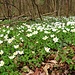 Anemone nemorosa L.<br />Ranunculaceae<br /><br />Anemone bianca<br /> Anémone des bois, Anémone sylvie <br />Busch-Windröschen, Wald-Anemone