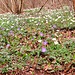Fioriture primaverili.