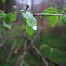 grüne nasse Blätter, vom Dauernieselregen in Bewegung gehalten