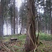 Im Wald finde ich etliche von altem Efeu umrankte Bäume