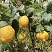 diese Zitrusfrüchte sind hingegen bei uns sehr bekannt - in Sizilien reifen sie (wie auch die Orangen) eben üppig heran