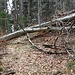 auf dem letzten Teil zur Hundshenki hat es keinen Wanderweg mehr und es sind einige umgefallene Baume zu überwinden.