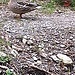 due anatraccoli vicino al lago di Crezzo