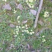 è primavera.......forse