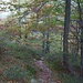 Il sentiero nel bosco... [The trail in the wood...]