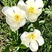 tulipa bianca gaggio 21 03 2024
