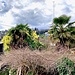 campsis palmen acacia mimosa canobbio 18 03 2024