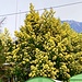 acacia mimosa canobbio 21 03 2024