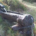 Una rustica fontana [A rustic fountain]