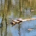 Schildkröten sonnen sich in den Bolle. Es handelt sich vermutlich um Europäische Sumpfschildkröten, die seit den 1990er Jahren in den Bolle di Magadino gesichtet wurden.