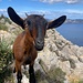 Ziegen, wie man sie in Mallorcas Bergen überall antrifft, treiben sich auch an der Penya des Migdia rum.