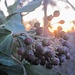 Studie<br /><i>....blauschwarze Beeren in Dolden. Die Früchte werden zwischen Januar und April reif, mitten im Winter, und sind deshalb sehr wichtig für die Vögel. Sie sind Nahrung für Amsel, Gartengrasmücke, Gartenrotschwanz, Kernbeisser, Misteldrossel, Mönchsgrasmücke, Rotkehlchen, Singdrossel und Star.<br />....<br />Allerdings sind sämtliche Pflanzenteile des Gemeinen Efeus für den Menschen und auch viele Säugetiere giftig ....</i><br />Auszug aus:<br />https://starnberg.lbv.de/umweltbildung/einblicke-in-die-natur/efeu-insekten-vogelnahrung/