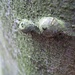 Diese Baum- "Augen" sehen eher aus wie Nippel. Eine wissenschaftliche Erklärung dieser Form habe ich bisher nicht finden können