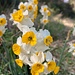 ... mit der Entdeckung der Narcissus tazetta