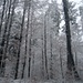 Bei Schneefall im Wald oberhalb Zürich Wipkingen.