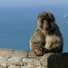 die geschützten Berberaffen, die einzigen freilebenden Affen in Europa, bewegen sie frei zwischen den Touristen..