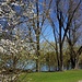 Frühling am Lerchenauersee