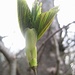 Welche freudestrahlende Pose eines knospenden Blattes<br />Baum Nr 6 -View 2