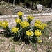 die bekannten Farbtupfer der Wolfsmilch (Euphorbia myrsinites) am Wegrand ...