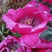 Botanische Impressionen von der 2ten "Runde" - rosa
