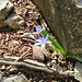Scilla bifolia L.<br />Asparagaceae<br /><br />Scilla silvestre <br />Scille à deux feuilles <br /> Zweiblättriger Blaustern, Zweiblättrige Meerzwiebel