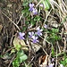 Viola hirta L.<br />Violaceae<br /><br />Viola irta <br /> Violette velue<br />Behaartes Veilchen