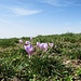 Crocus albiflorus Kit.<br />Iridaceae<br /><br />Croco bianco <br /> Crocus du printemps <br /> Frühlings-Krokus, Frühlings-Safran