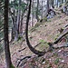 Jetzt am richtigen Steig, etwa 100m vom steilen Tal.