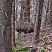 Viele Steigserpentienen oberhalb fast am Waldgipfel.