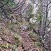 Felswand der Haselrinne, nach etwa 45 Minuten Aufstieg schimmert sie durch den Wald.
