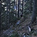 Auch im Wald unter Beobachtung.