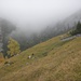 bei Alp Ronen - zwischen den Nebelschichten