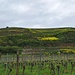 Der Kaiserstuhl ist mit 4200 ha Weinanbaufläche eine bedeutende Weinbauregion in Deutschland und die wärmste Region in unserem Land.