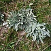 Hieracium tomentosum L.<br />Asteraceae<br /><br />Sparviere lanoso <br /> Epervière tomenteuse <br /> Filziges Habichtskraut, Wolliges Habichtskraut