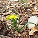Gagea lutea (L.) Ker Gawl.<br />Liliaceae<br /><br />Cipollaccio stellato <br /> Etoile jaune commune <br /> Wald-Gelbstern