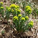 Euphorbia cyparissias L.<br />Euphorbiaceae<br /><br />Euforbia cipressina <br /> Euphorbe petit cyprès <br />Zypressenblättrige Wolfsmilch