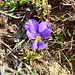 Viola calcarata L.<br />Violaceae<br /><br />Viola con sperone <br /> Pensée éperonnée <br />Langsporniges Stiefmütterchen