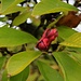 Früchte der Tulpen-Magnolie (Magnolia × soulangeana) in Zeiningen.